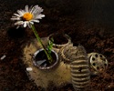 Last Flower Defence